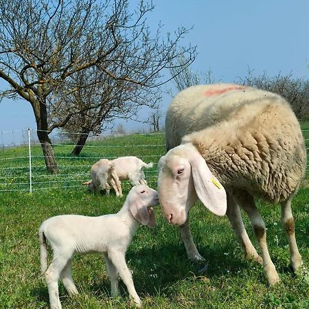 B&B Naturin - Cascina Colombaro Lauriano Εξωτερικό φωτογραφία